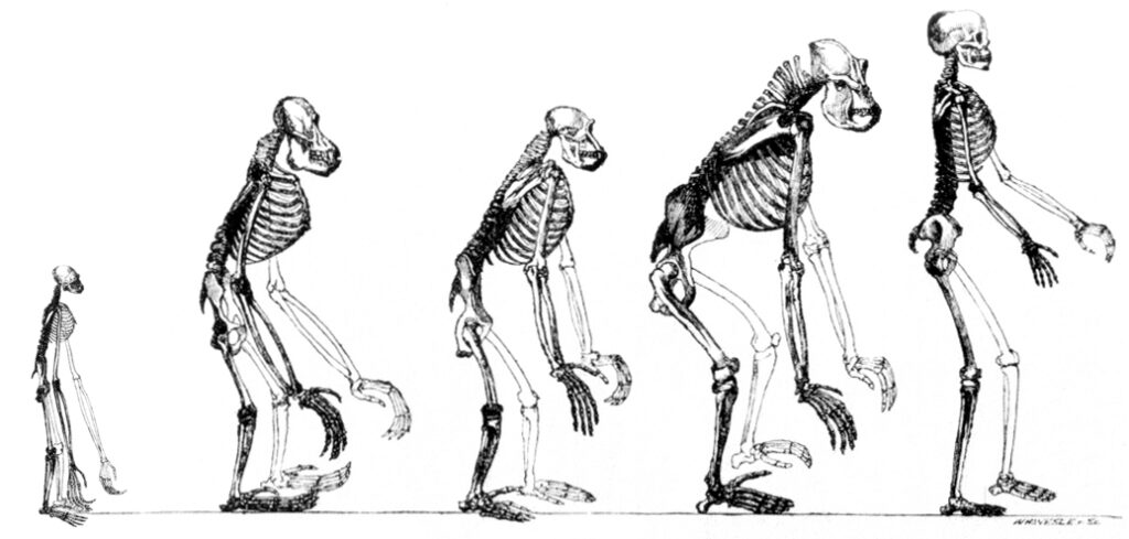 Thomas Huxley’s 1863 book Evidence as to Man’s Place in Nature used skeletons of Gibbon, Orangutan, Chimpanzee, Gorilla, and Man to illustrate Darwinism. 